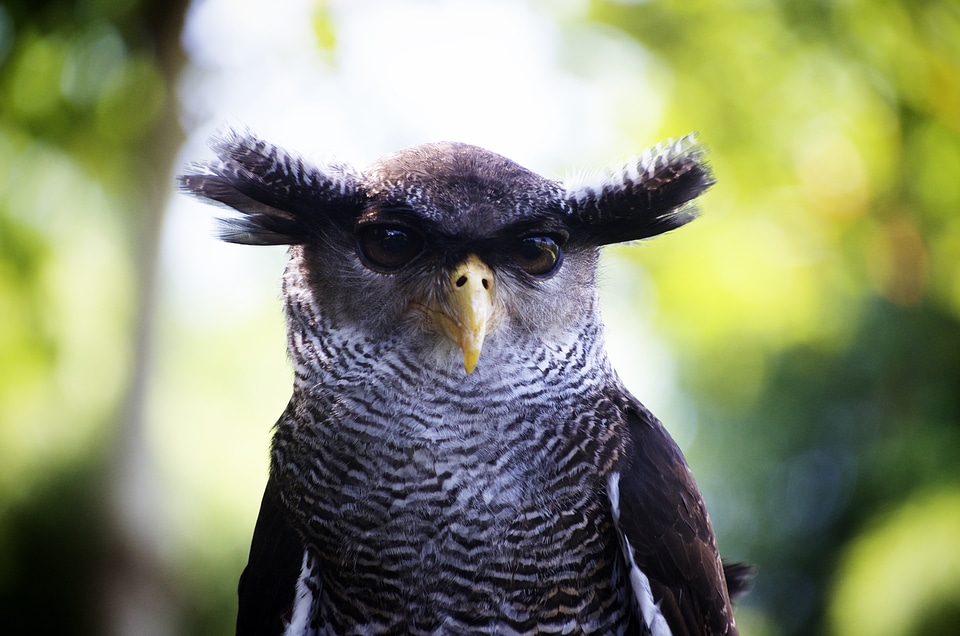Head nature stare