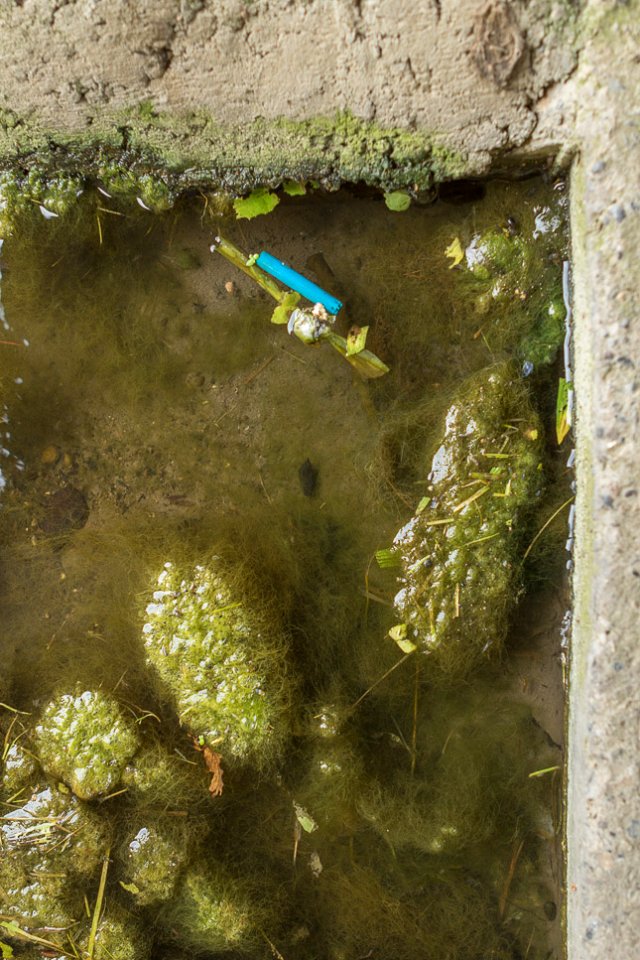 Apollo Pavilion - Pond Water