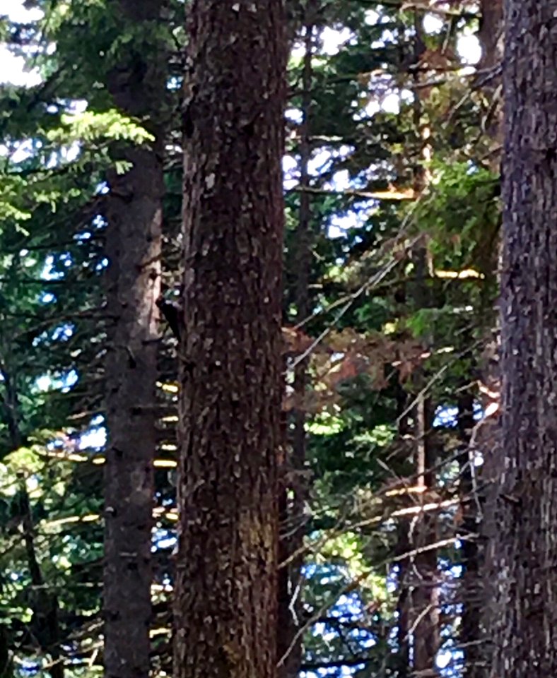 Trees along Pacific Crest Trail in the Columbia River Gorge in Oregon post Eagle Creek Fire 6/14/2018 photo by Ralph Bloemers.