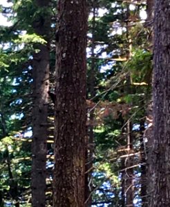 Trees along Pacific Crest Trail in the Columbia River Gorge in Oregon post Eagle Creek Fire 6/14/2018 photo by Ralph Bloemers.