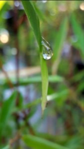 Bamboo drip