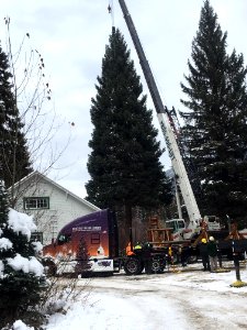 Cutting of the 2017 Capitol Christmas on the Kootenai National Forest in Montana.