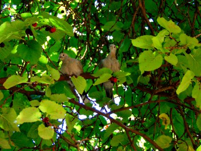 Pigeons on Mulberry Tree photo