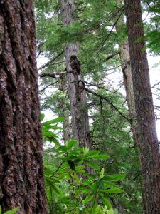 Spotted Owl by Betsy Howell, Olympic National Forest