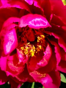 Day 125 peony