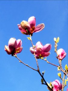 Day 114 more magnolias photo