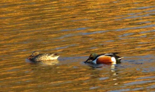northern shoveller ducks no date