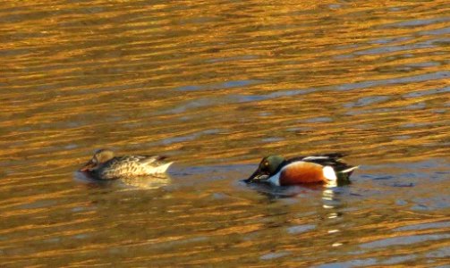 northern shoveller ducks no date photo