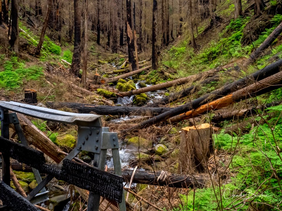 Burned out bridge along Larch Mountain Trail. Photo courtesy of Trailkeepers of Oregon.