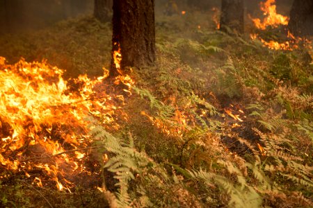 Umpqua National Forest Fires, 2017 photo