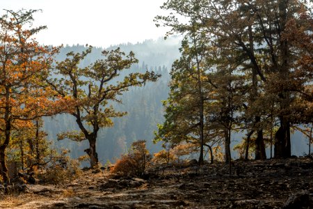Post-fire, Umpqua National Forest Fires, 2017
