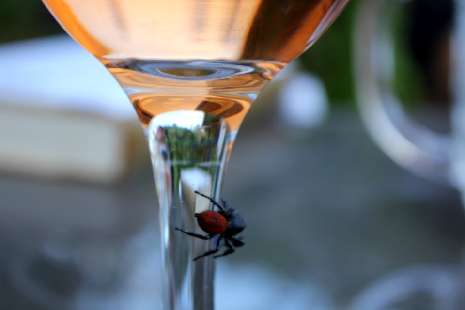 spider interested in my wine