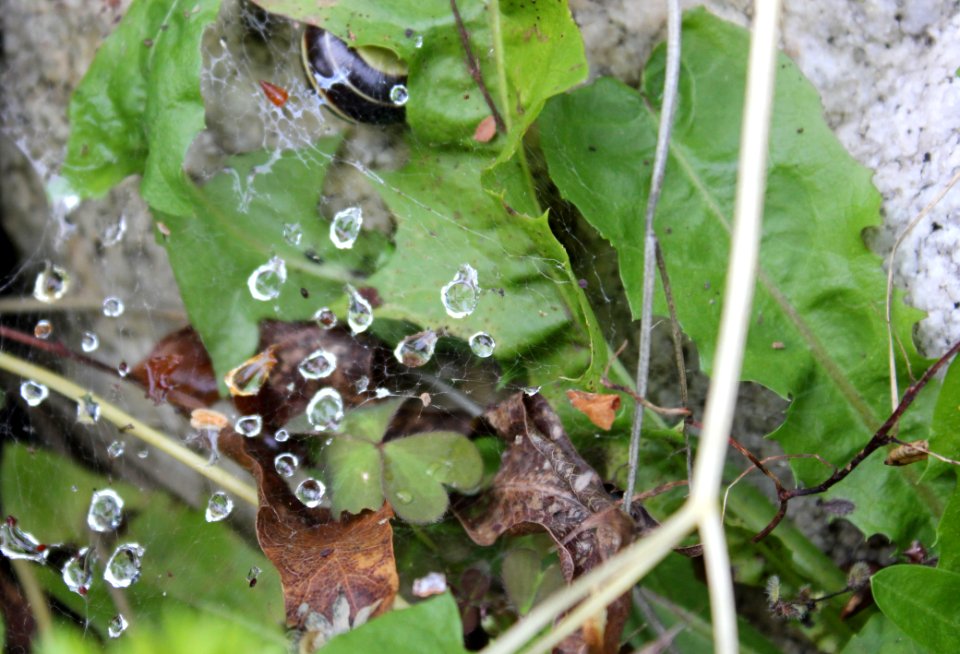 #365 snail drops