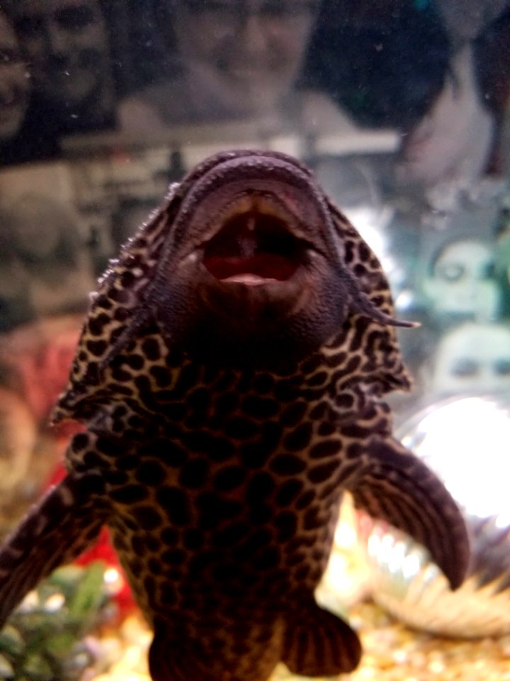 Day 352 plecostomus
