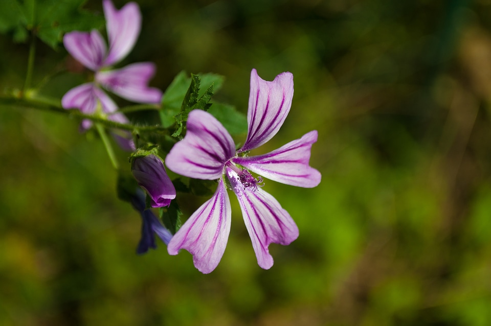 Mallow flower purple photo