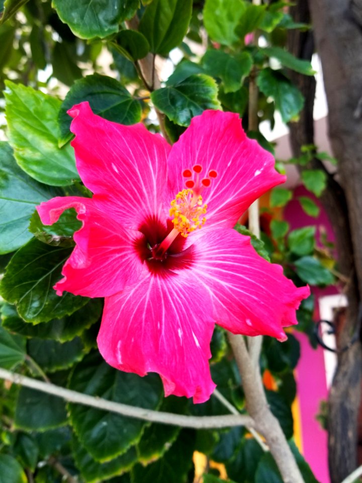 Flor de Jamaica