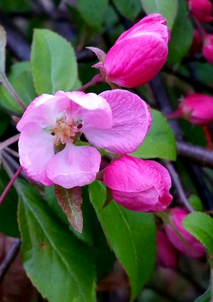 #365 crab apple blossom
