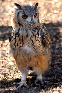 Wingham Wildlife Park