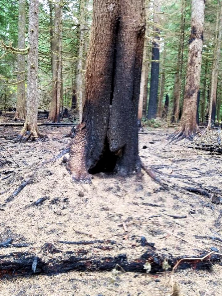 Dead & down logs greater than 8 in diameter take about 10,000 hrs to respond to weather changes.