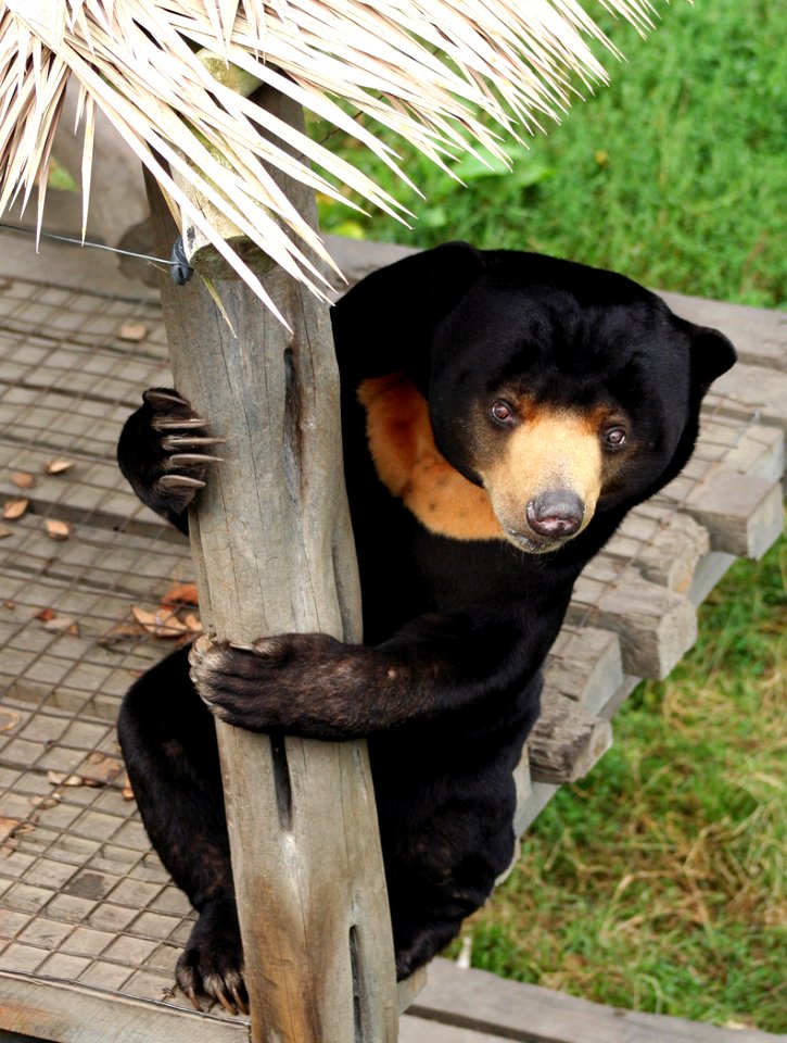 SUN BEAR