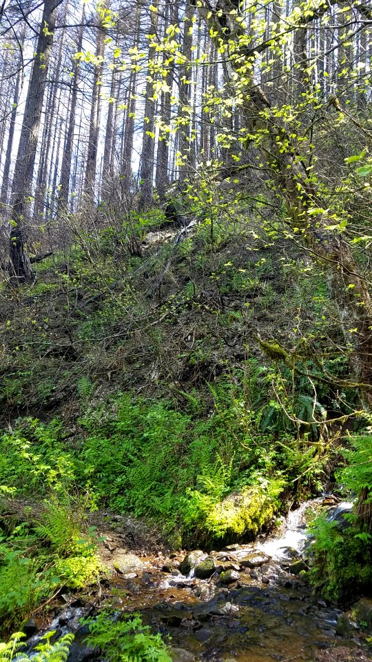 Devils Rest Trail Green Drainage Amidst the Burn May 3, 2018, photo by US Forest Service Public Affairs Specialist Lillian Palmer.