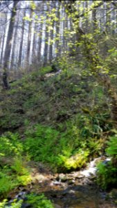 Devils Rest Trail Green Drainage Amidst the Burn May 3, 2018, photo by US Forest Service Public Affairs Specialist Lillian Palmer.