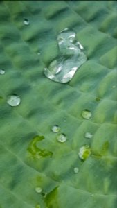 A good day for drops