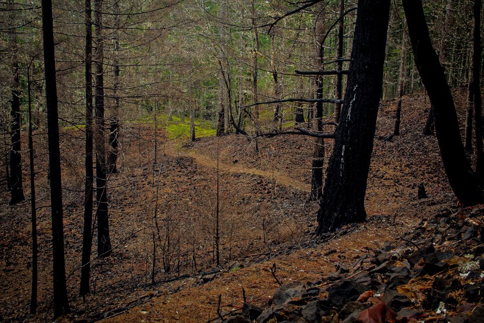 Herman Creek Bridge Trail January 2018, photo courtesy of Terry Hill