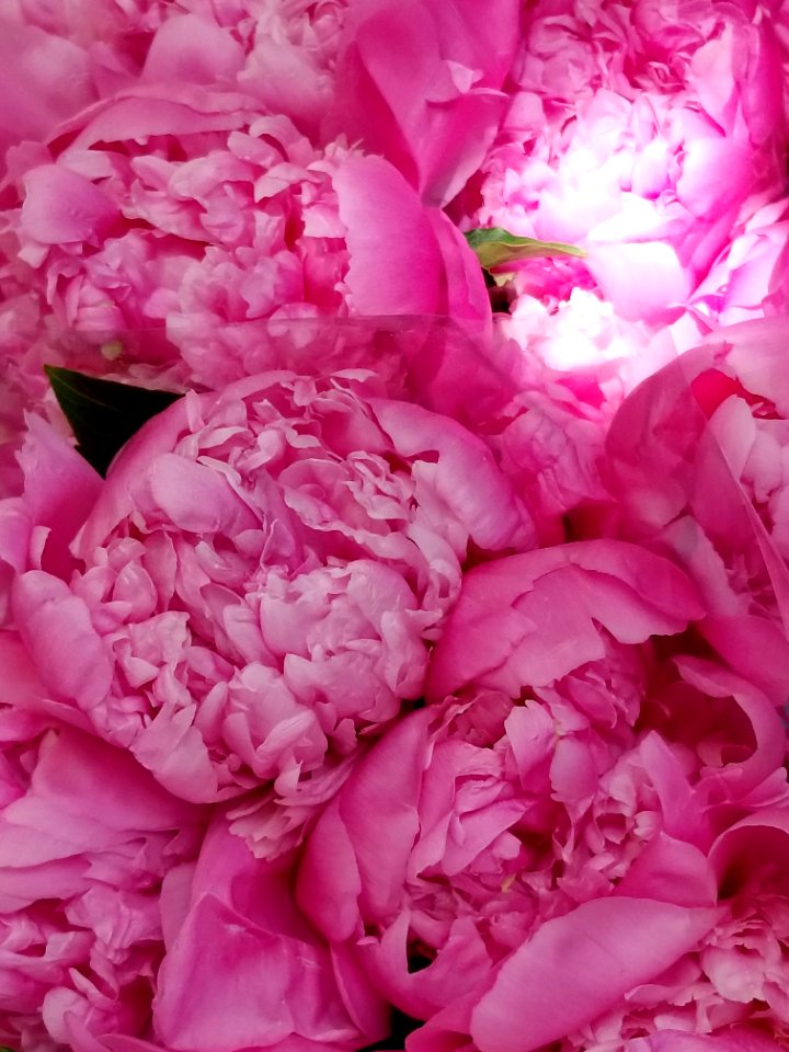 Day 148 peonies