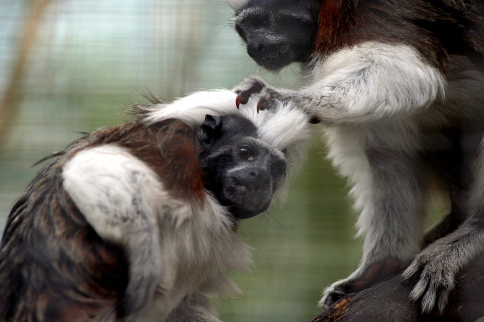 Wingham Wildlife Park