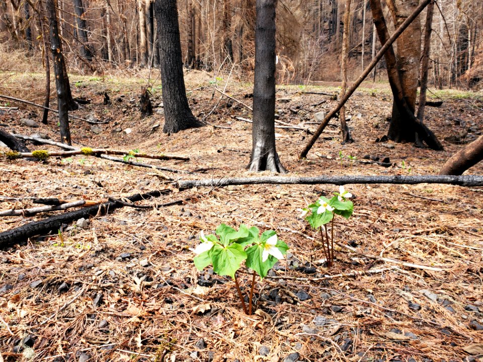 Trillium blooming after the Riverside Fire on Mt. Hood National Forest