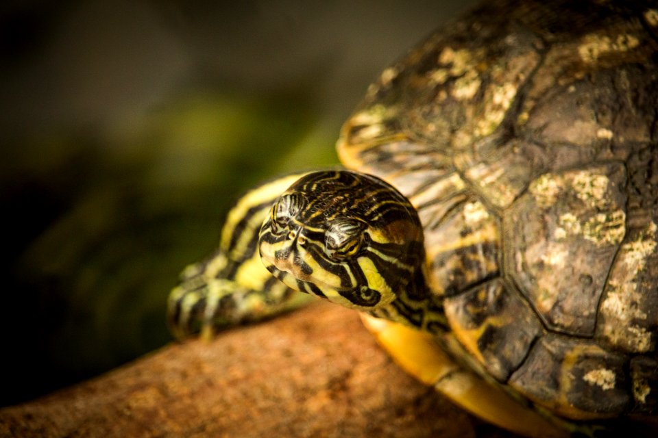 Tortoise