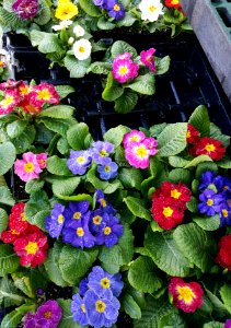 Day 29. Harbingers of spring