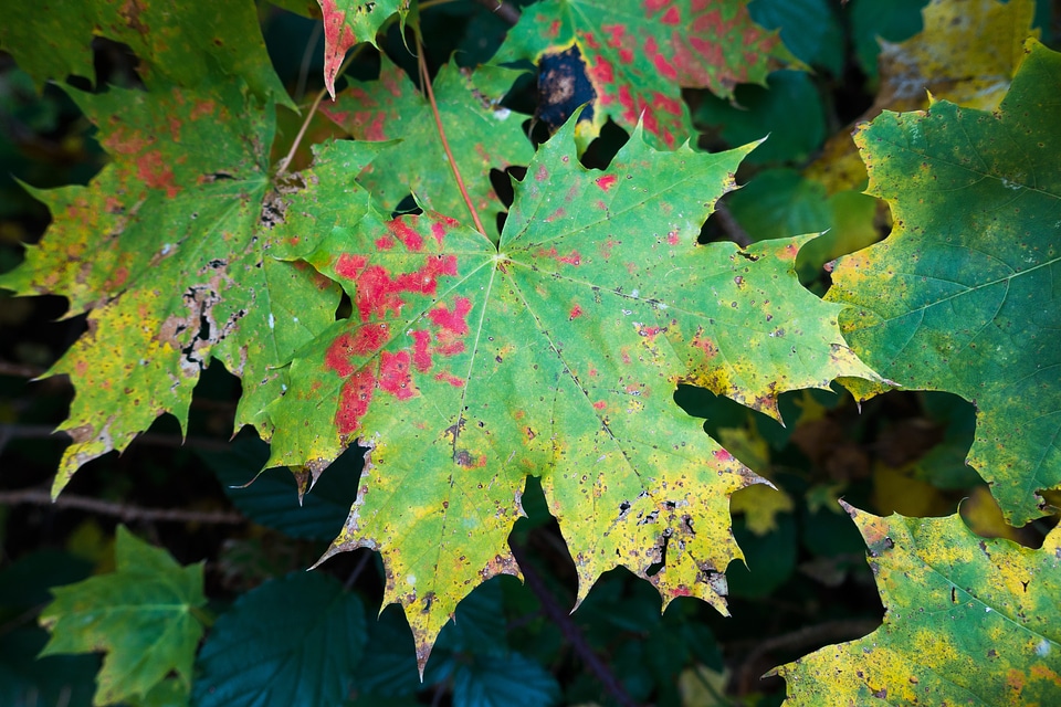 Yellow red green
