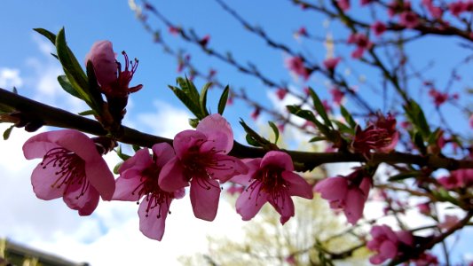 Day 116. Peach blossoms