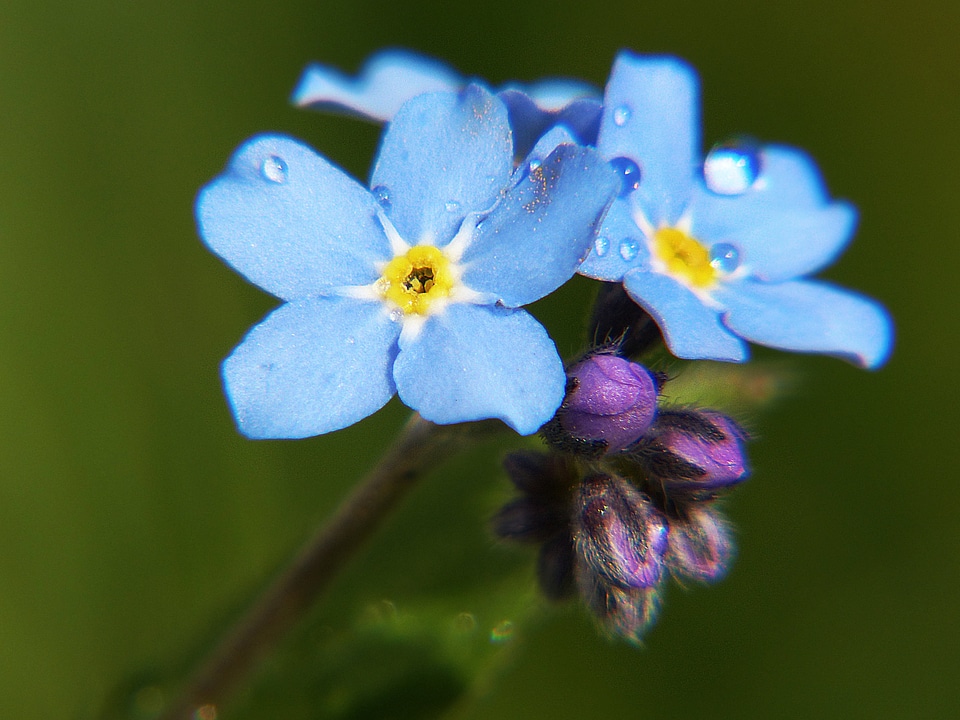 Flower wild flower blossom