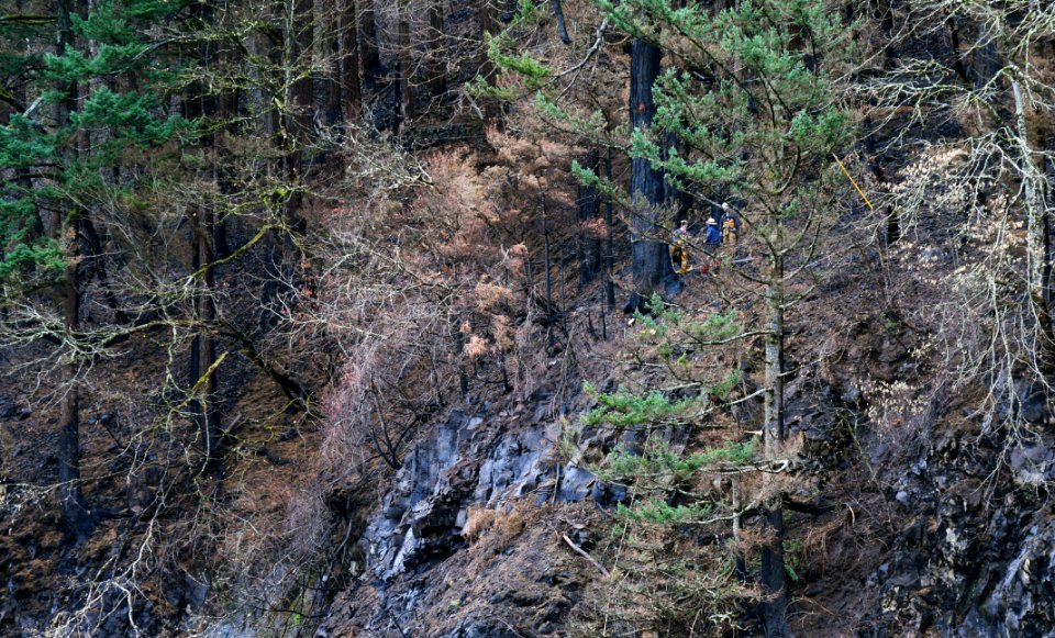 Contractors work on key hazard tree removal