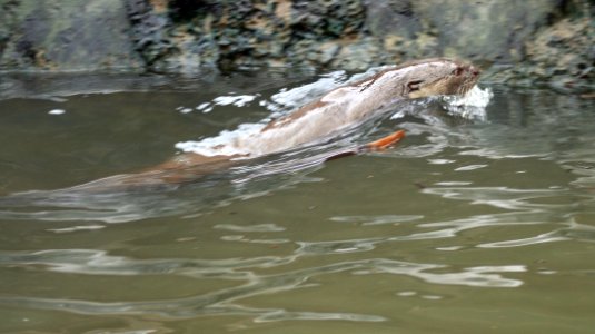 INDOCHINESE SMOOTH-COATED OTTER