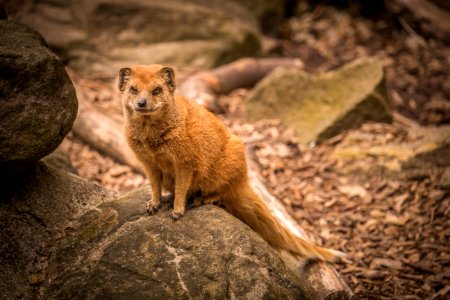 Yellow Mongoose