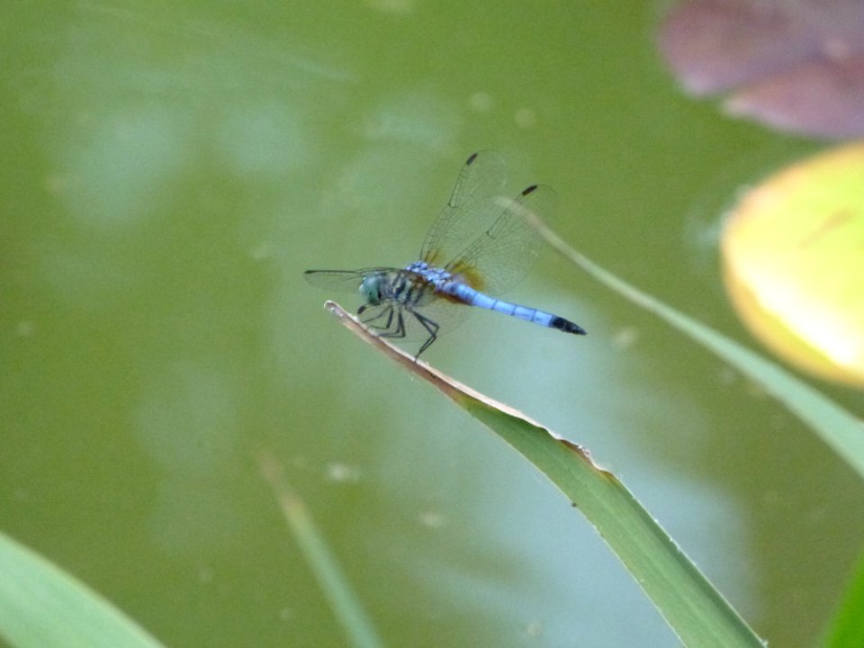 P1040164