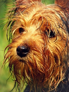 Friend dog animal