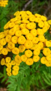 yellow buttons
