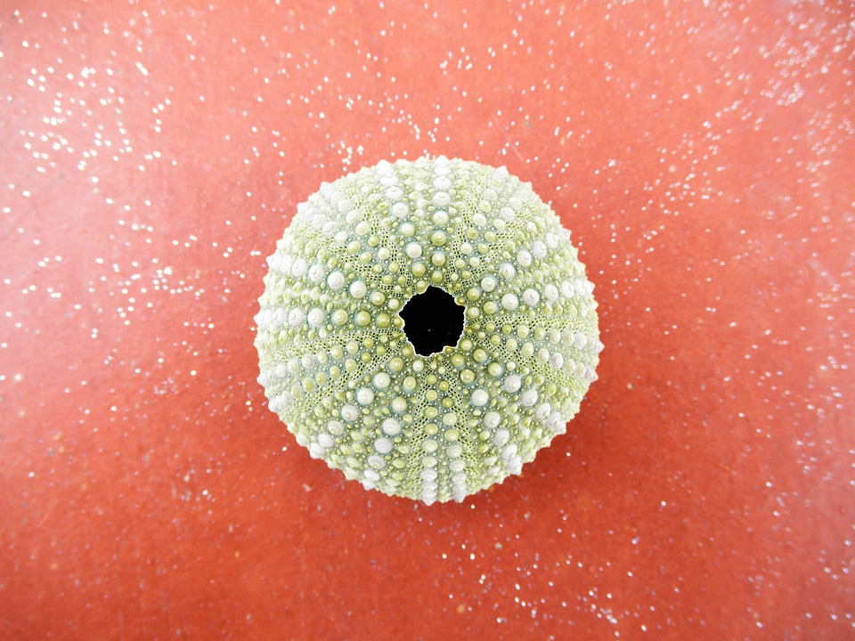 Shell green isolated