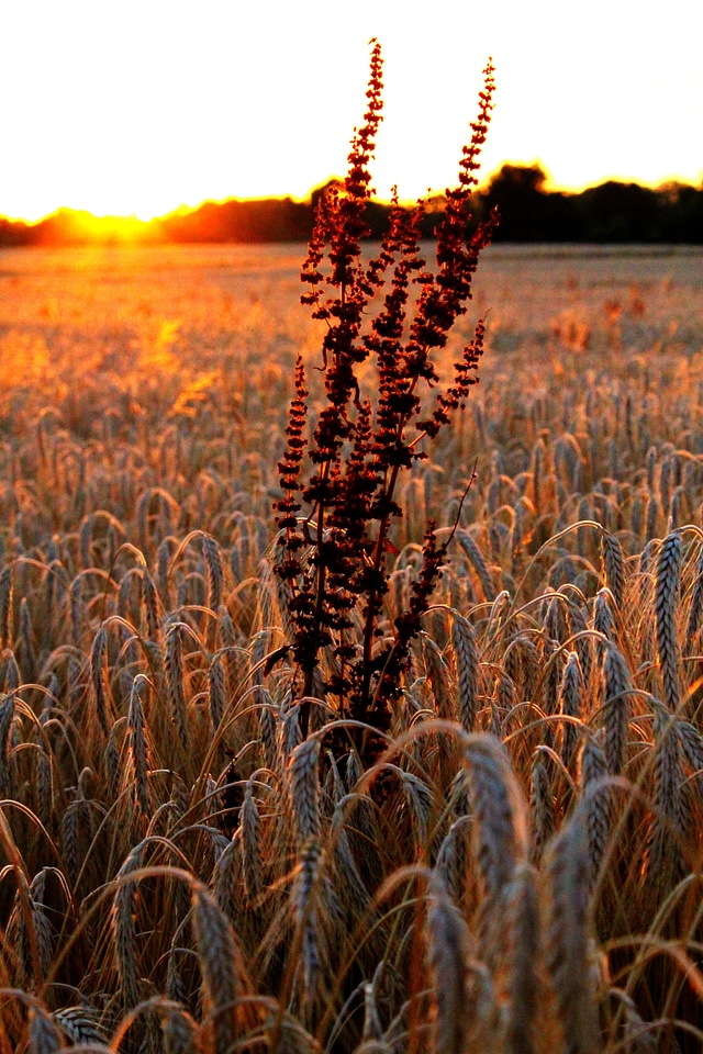Grain wheat field cereals
