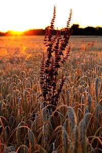 Grain wheat field cereals photo