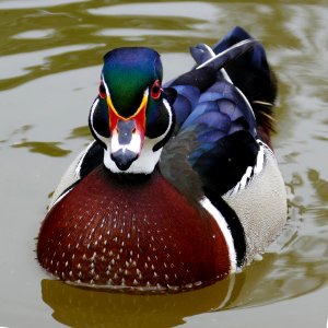 Wood duck - Canard branchu photo