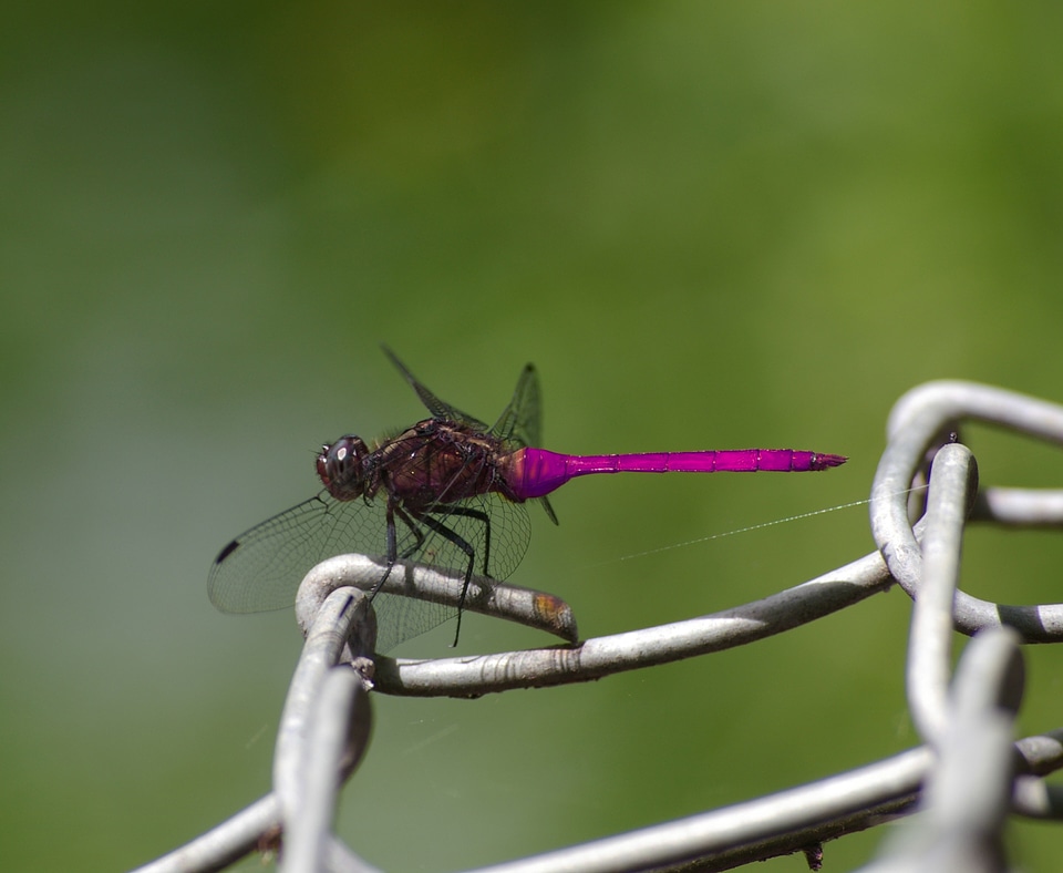 Wildlife closeup outdoor