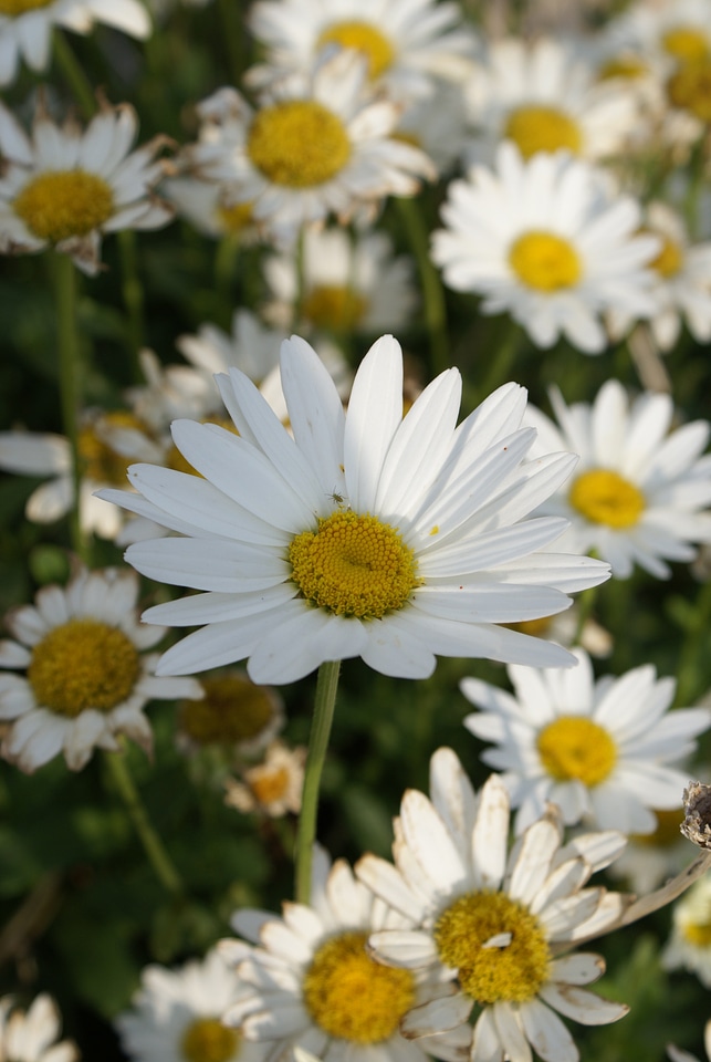 Daisy flower nature