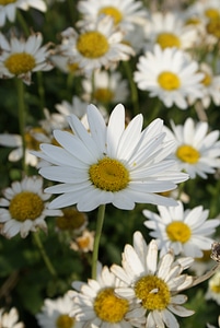 Daisy flower nature