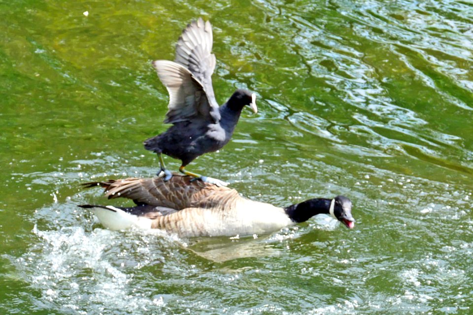 Coots love to surf on geese?